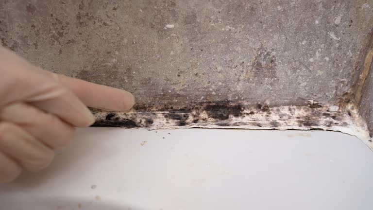 Best Mold Remediation for Healthcare Facilities  in Unt Vernon, MO